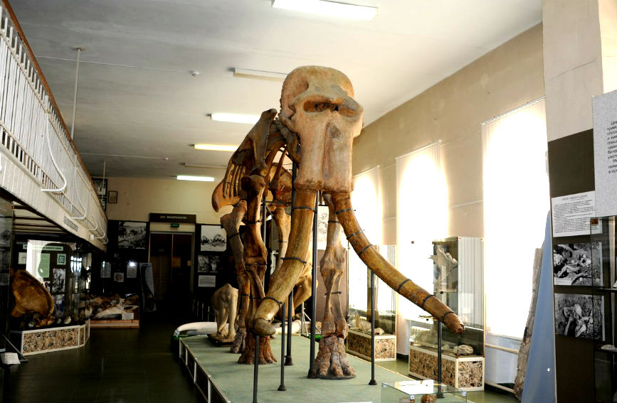 Где живет южный слон. Мамонт Ставрополь краеведческий музей. Южный слон в музее Ставрополя. Музей в Ставрополе с мамонтами. Ставрополь Южный слон краеведческий музей.